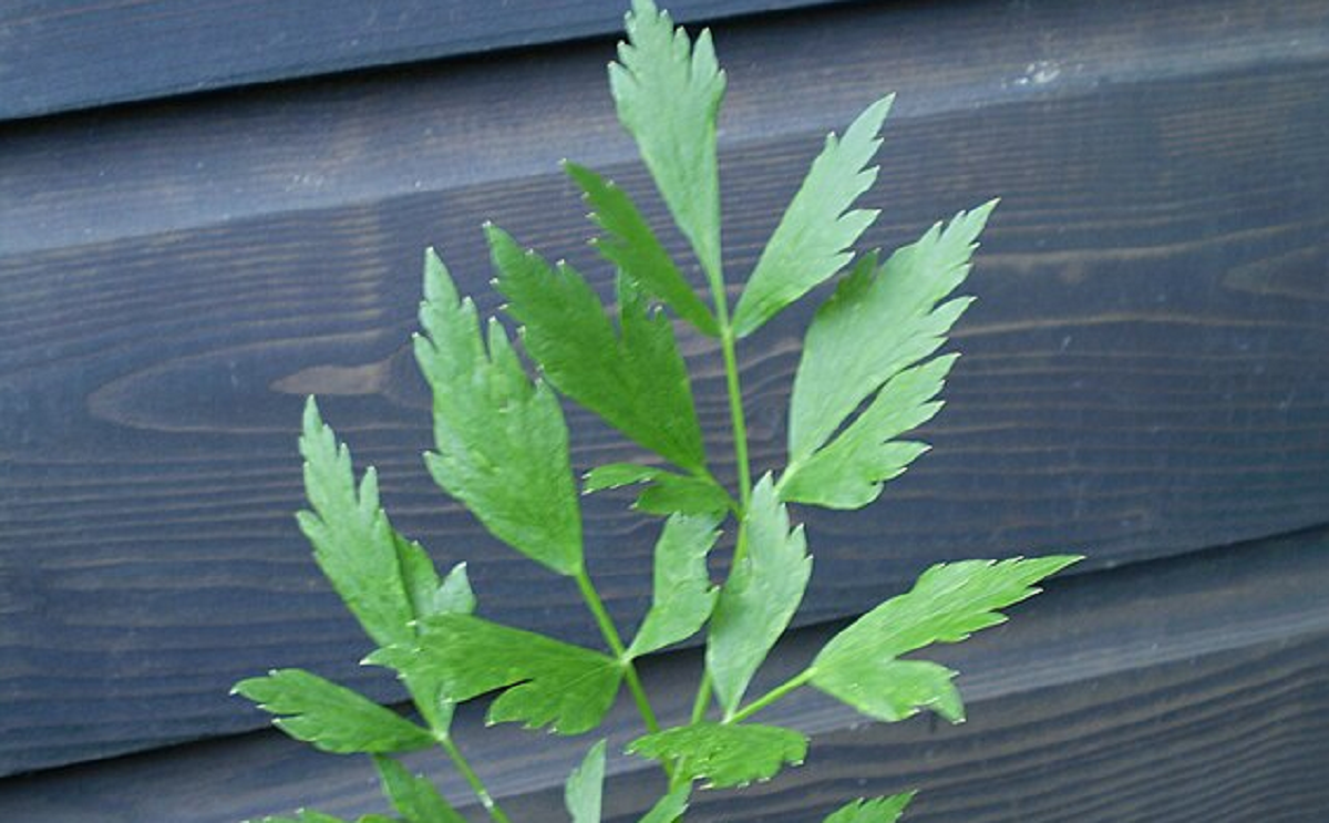 Obrázek k receptu: Až se zima zeptá, co jste s libečkem dělali v létě: Nakládali!