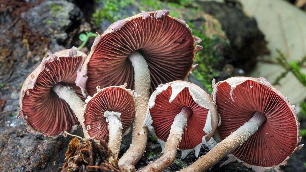 Obrázek k otázce 1