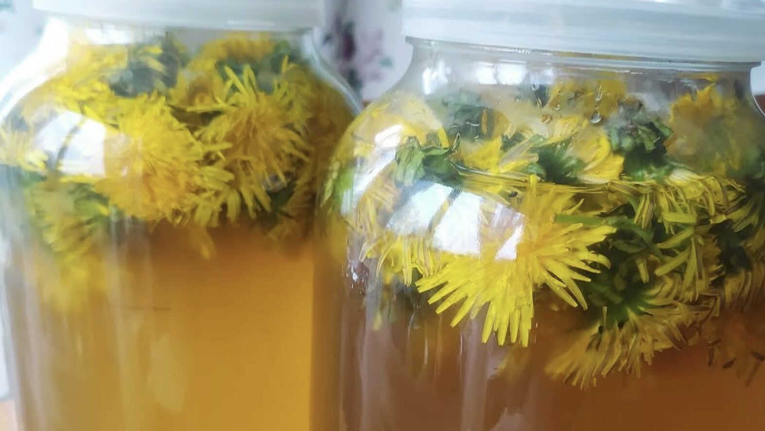 Obrázek k receptu na pampeliškovou limonádu