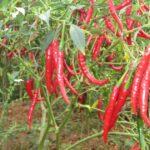 Fotografie chilli papriček