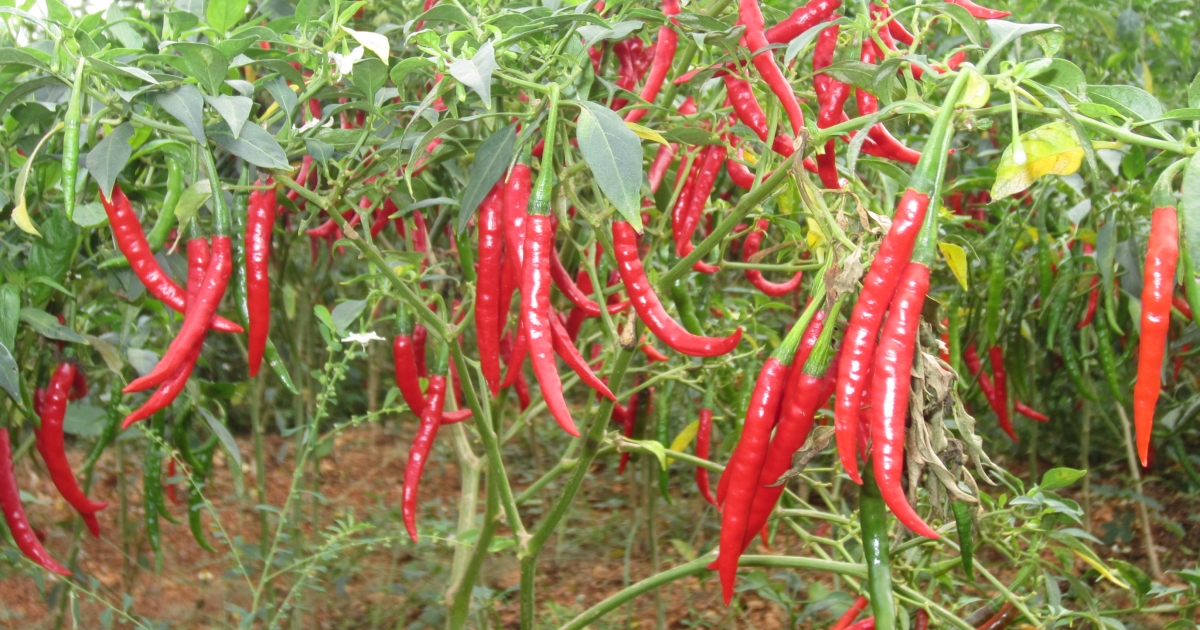 Fotografie chilli papriček