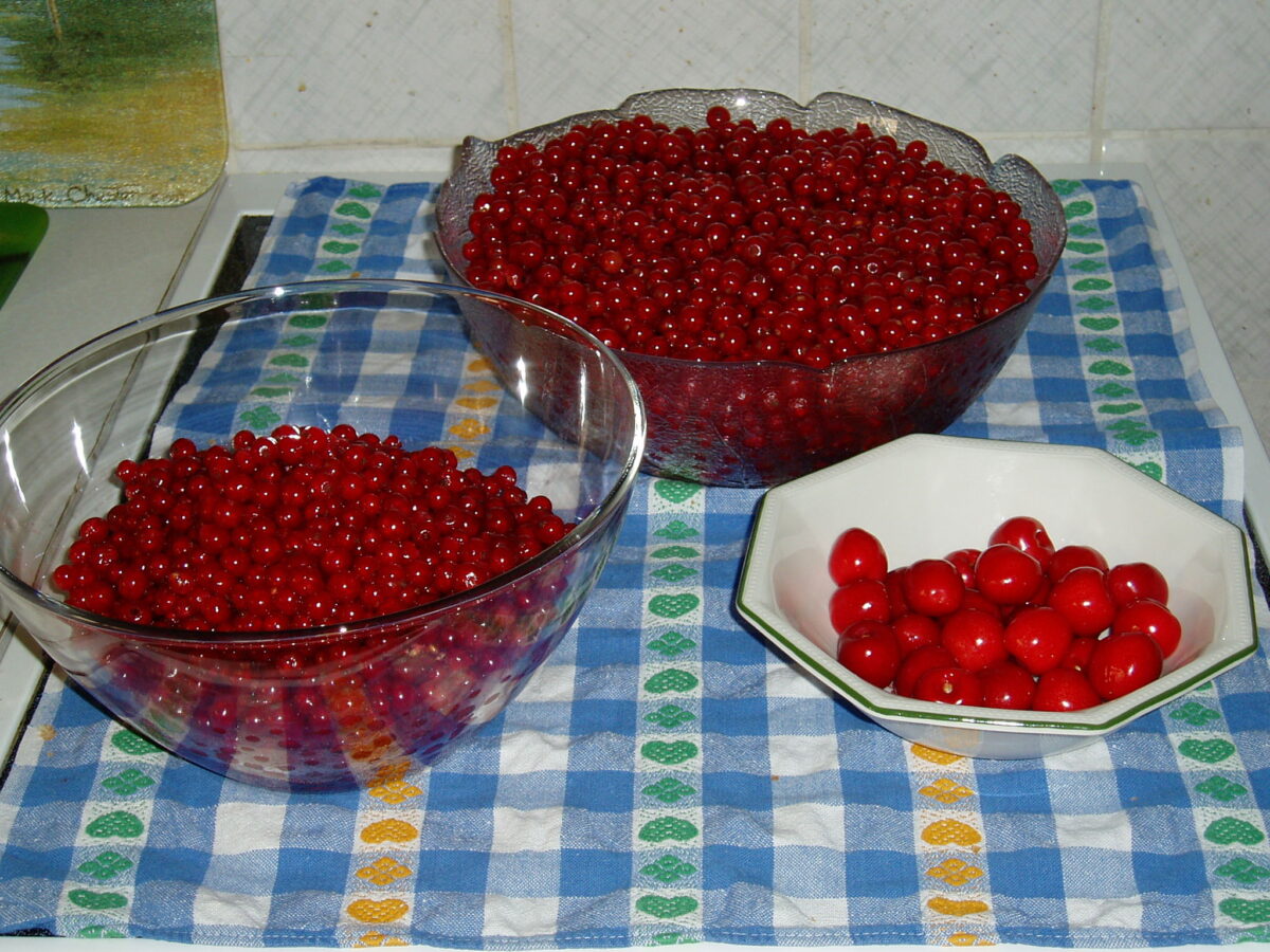 Třešně a rybíz.