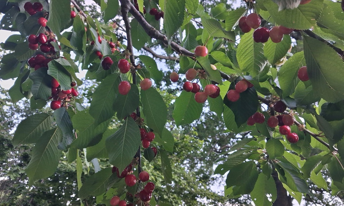 Fotografie k třešňovému koláči